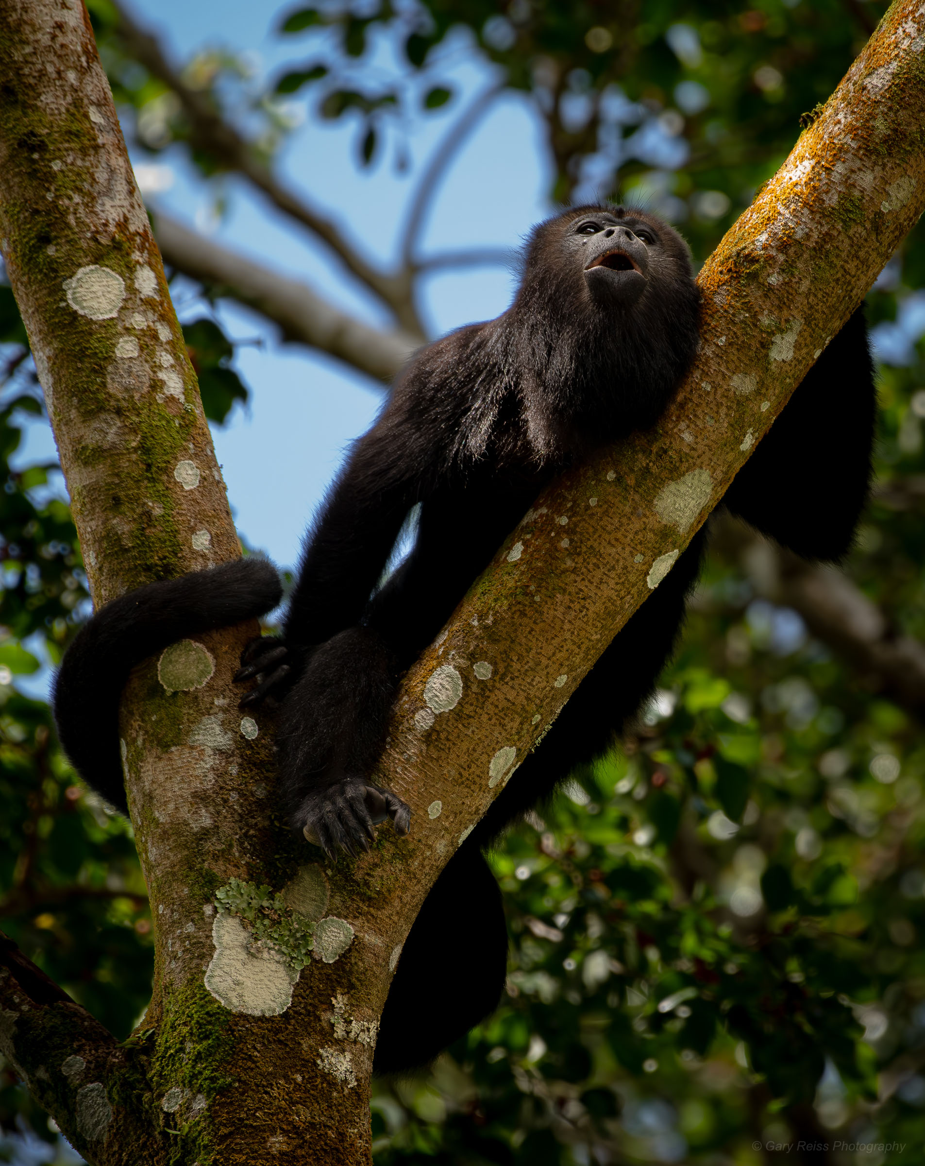 Wildlife
